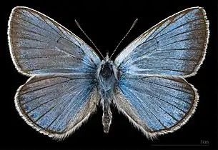 Polyommatus amandus ♂    MHNT