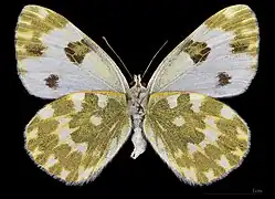 Pontia daplidice ♀  △ MHNT