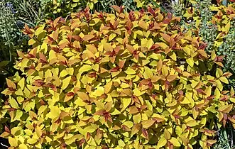 Spiraea japonica 'Goldflame' - habitus.