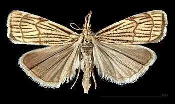 Thisanotia chrysonuchella ♀ MHNT