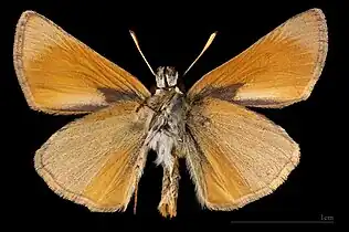 Thymelicus sylvestris  ♂  (ventral) △.