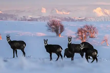 Groupe de chamois au Creux-du-Van.