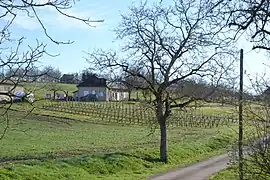 Vignes à Branceilles.