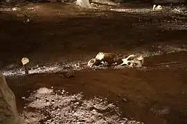 06 : Crânes d’ours, un os planté verticalement dans le sol.