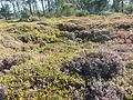 Trou de bombe recolonisé par la lande dans la presqu'île de Roscanvel (près de la batterie de Cornouaille)