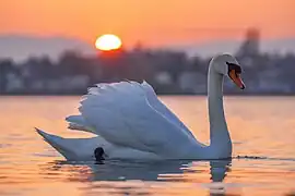 Flottant au soleil couchant sur le Léman.