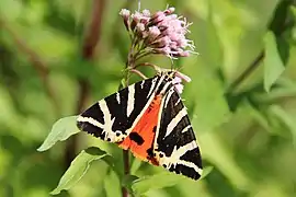 Écaille chinée butinant une sommité fleurie d'Eupatoire à feuilles de chanvre.
