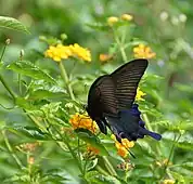 Papilio dialis en train de butiner