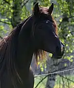 Étalon d'endurance bai-brun en Tchéquie.