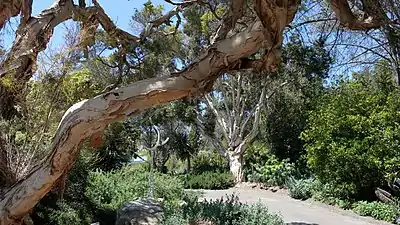 Un Melaleuca linariifolia