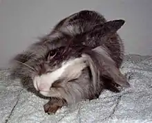 lapin avec la tête penchée sur le côté et un oeil exhorbité