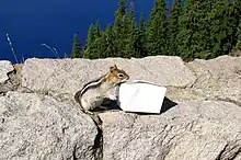Rongeur à tête brune, oreilles courtes et arrondies, dos rayé de noir et blanc et poitrail gris attiré par une boîte de nourriture à emporter en carton.