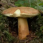 Le Bolet châtain (Gyroporus castaneus)