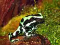 Dendrobates auratus