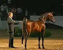 Cheval marron et noir brillant vu de trois quart arrière et tenu en main par un homme.