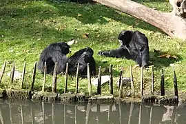 Siamangs