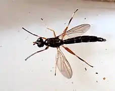 Un Tanypezidae.