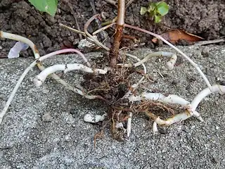 Rhizomes.