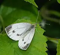 Piéride du navet(Pieris napi)