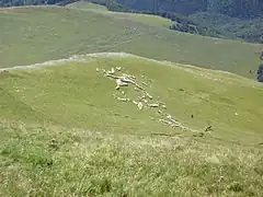 troupeaux de moutons en bas du pic d’Orhy