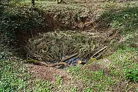 Vue plongeante d'un grand trou humide en forme d’entonnoir entouré de ronces et rempli de haies taillées.