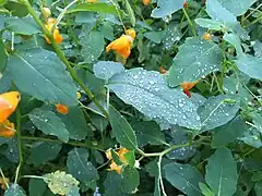 Feuilles montrant des perles (bijoux) juste après la pluie.