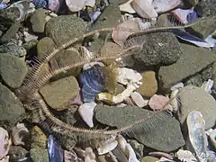 Ophiure de sable d'Europe (Ophiopsila annulosa)