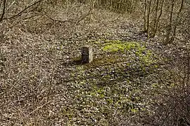 La dalle est située au milieu de broussailles et d'arbustes.