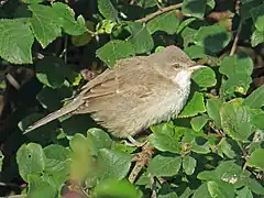 Oiseau dans les tons gris perché dans un arbuste.