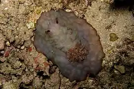 Asteronotus hepaticus