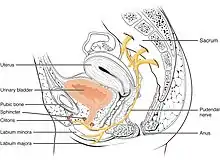 Coupe sagittale du bassin d'une femme figurant le nerf pudental et ses ramifications.