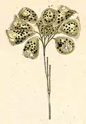 Campanella umbellaria.