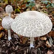 Macrolepiota rachodes