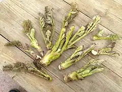 Bourgeon 独活芽(うどめ)