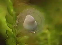 Œuf âgé de 5 jours