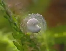 Œuf âgé de 6 jours