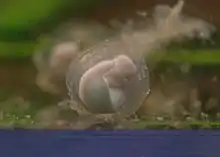 Embryon âge de 8 jours