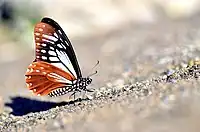 Papilio agestor, ailes repliées