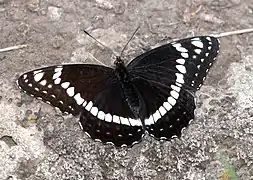 Limenitis weidemeyerii