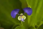 Commelina benghalensis (en)remarquez les 5 étamines2 grands pétales supérieurs1 pétale inférieur réduit
