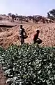 Culture du tabac dans un lit de rivière asséché, Tireli, Mali, 1980