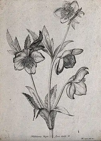 Helleborus Niger floré viridi B.Roses de Noël, ou Hellébore noir(Helleborus niger, L.)