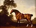 Cheval de chasse bai sellé, 1786.