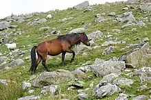 Poney marron avec des moutons dans un environnement de roches.