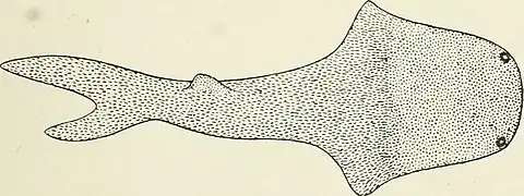 Dessin d’un poisson fossile