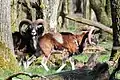 Mouflons