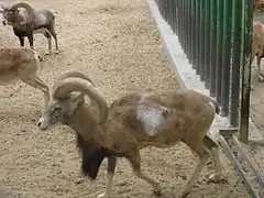 O. g. laristanica  au zoo du Koweït (en).