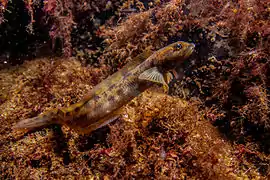 Zoarces viviparus (Zoarcidae)