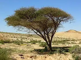 L'acacia.