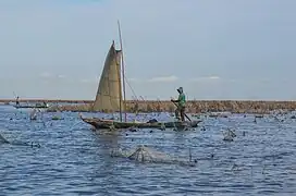 Pirogue au milieu d'acadjas